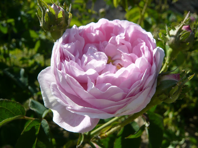 Rose de Schelfout